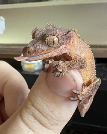 Image 5 of 9 baby crested geckos for sale