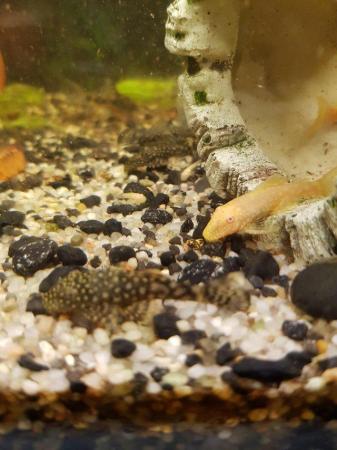 Image 4 of Plecos ready for homes albino and black and white dots
