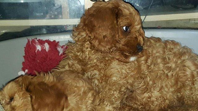 Image 35 of RED KC REG TOY POODLE FOR STUD ONLY! HEALTH TESTED