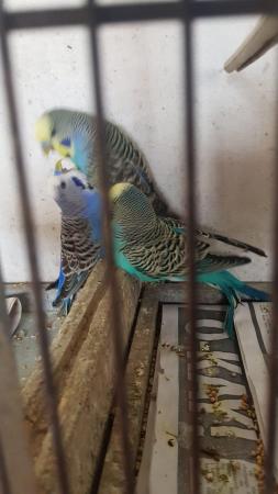 Image 4 of Lovely budgies for sale