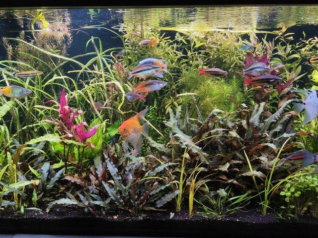Preview of the first image of Aquatic Fish tank plants VARIETY.