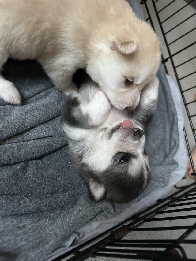 Preview of the first image of Stunning Akita x husky puppies.