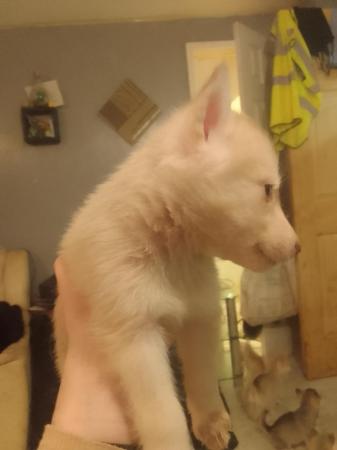 Image 6 of 7 gorgeous husky x alaskan puppies for sale
