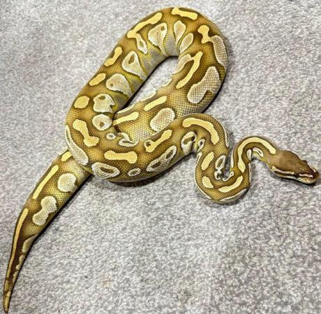 Image 8 of *REDUCED* BALL PYTHONS MALE & FEMALE FOR SALE