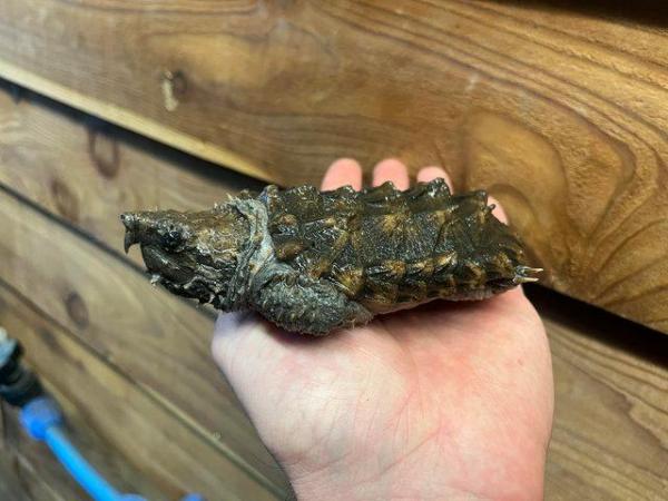 Image 10 of 3 Year old Alligator Snapping Turtles and full setup