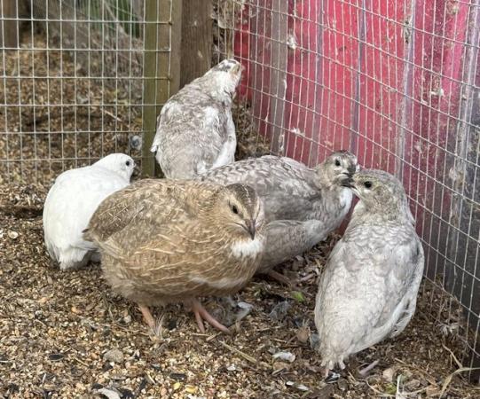 Image 4 of SOLD ..1 PAIR chocolate Coturnix quail split Andalusian Blue