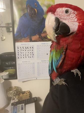 Image 4 of Super Tame Baby Green Winged Macaw