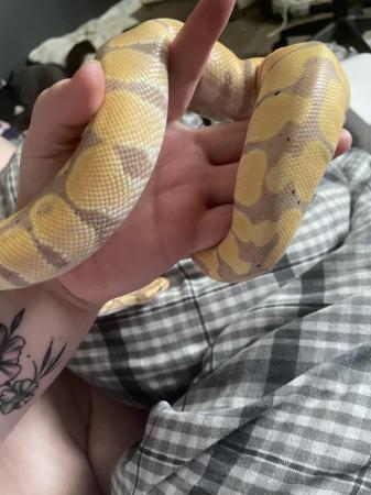 Image 4 of 11 month old banana pastel royal python