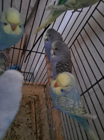 Image 2 of Young hand tamed baby budgies for sale