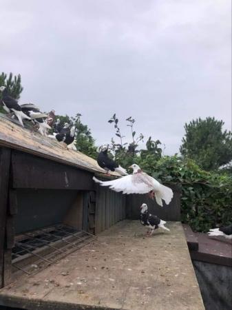 Image 2 of Donek spinning pigeons breeding pairs only