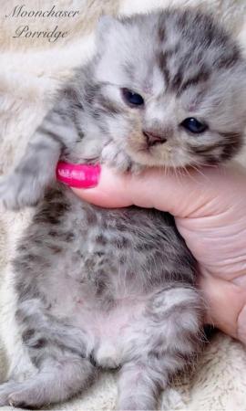 Image 6 of Gorgeous Silver Spotty Tabby British Shorthairs Registered