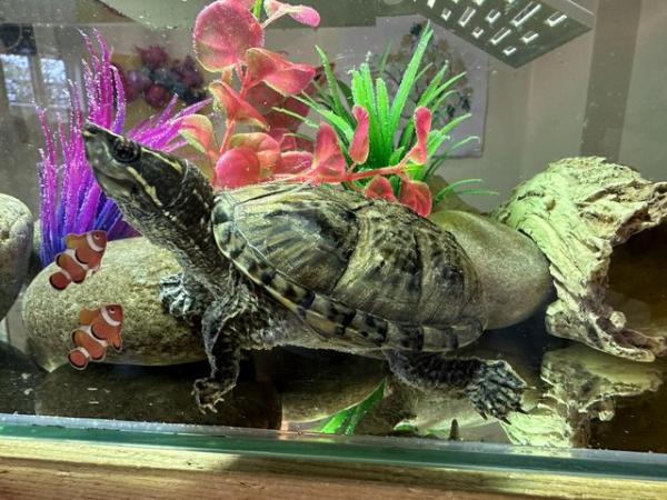 Image 7 of 3 musk turtles 18 months old