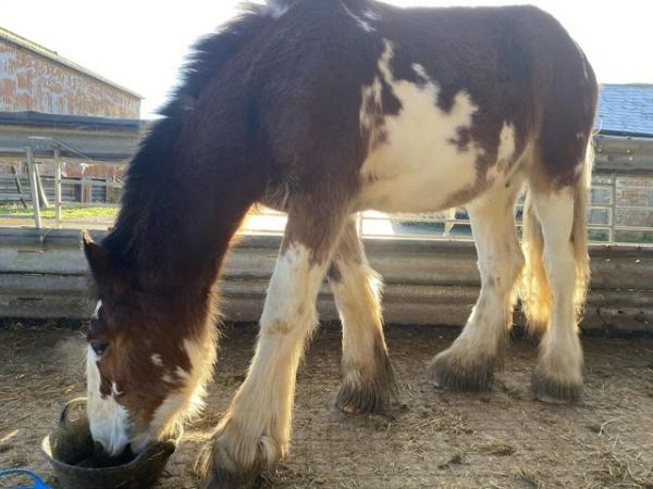 Image 2 of 2 yr old Clydesdale gelding looking for forever home