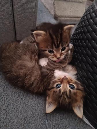 Image 10 of Fluffy maine coon kittens