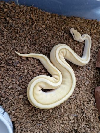 Image 4 of Banana Butter Genetic Stripe male royal python