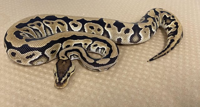 Image 3 of Male and female Royal pythons for sale