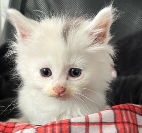 Image 2 of Maincoon x Turkish angora kittens for sale