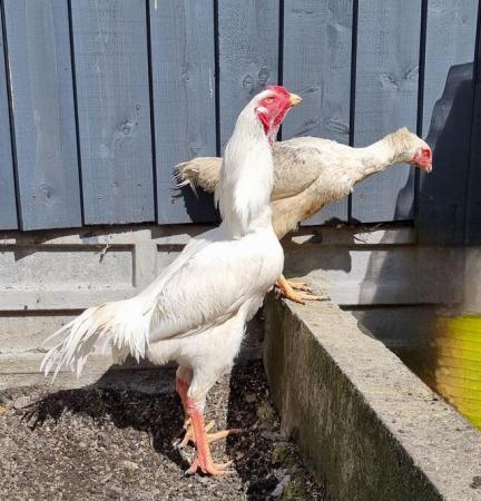 Image 5 of Shamo stage chicken for sale