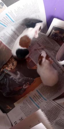 Image 5 of Baby tort and white guinea pigs