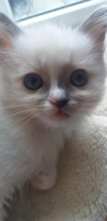 Image 10 of Pure Breed Ragdoll Kittens