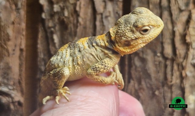 Preview of the first image of Laudakia stellio brachydactyla (Painted agama).