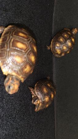 Image 4 of REDFOOT TORTOISE BABIES FOR SALE