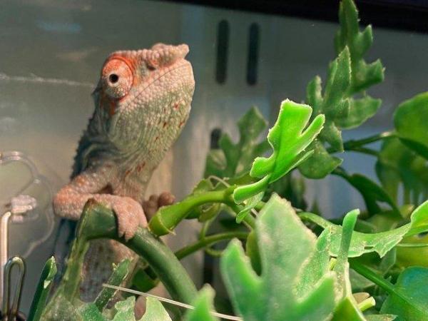 Image 6 of Panther Chameleons at Birmingham Reptiles