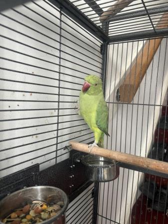 Image 5 of Indiangreen Ringneck for sale £150 Cage Included No offer