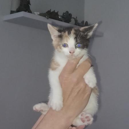 Image 5 of 8 week old female kitten for sale