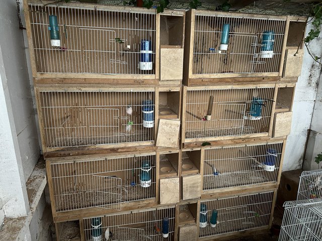 Preview of the first image of Budgie breeding boxes for sale.