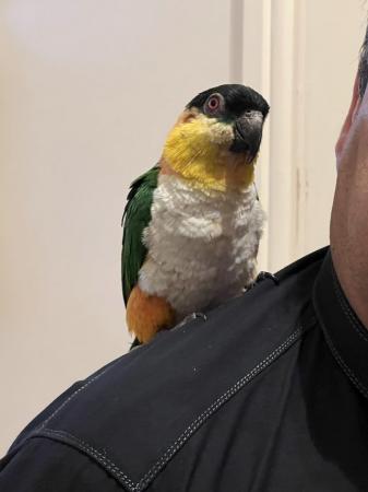 Image 5 of Semi - tame black headed caique for sale