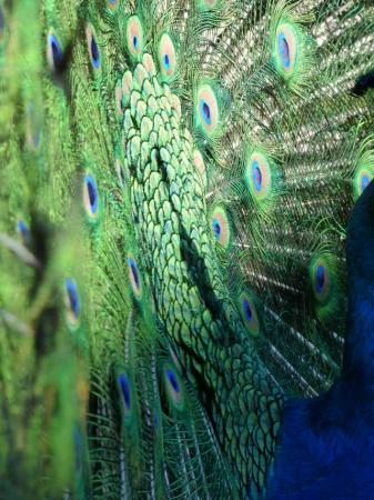 Image 5 of Beautiful Indian Blue Peacocks