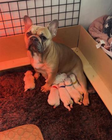 Image 1 of Beautiful KC register french bulldogs