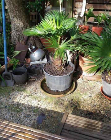 Image 2 of Palm trees Trachycarpus 'Wagnerians' or Waggies