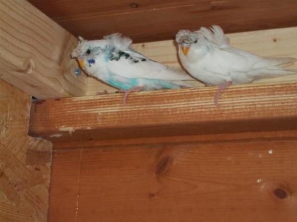 Image 18 of 2023 to 2024 HAGOROMO [HELICOPTER] BABY BUDGIES FOR SALE.