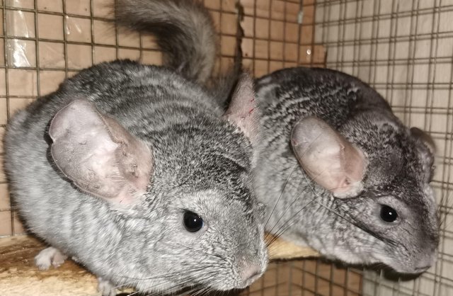 Image 4 of Various Adult chinchillas for sale from £40