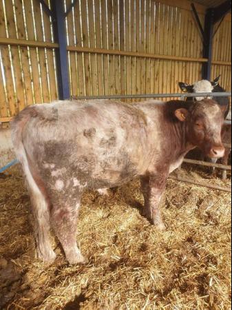Image 3 of Beef shorthorn roan bull, very quiet and ready to work