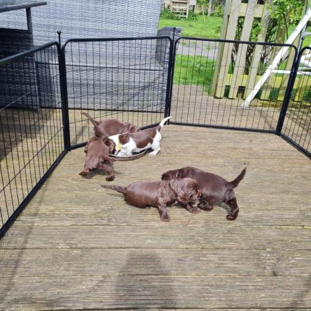 Image 11 of Beautiful quality cocker spaniel puppies