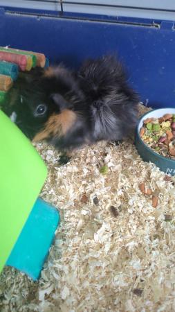 Image 4 of Guinea pigs, cage and accessories for sale