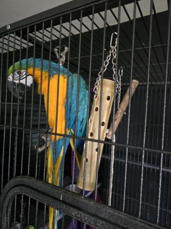Image 5 of 3 year old blue and gold female macaw for sale
