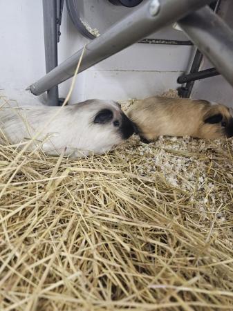 Image 3 of Bonded Guinea pig boys looking for a new home