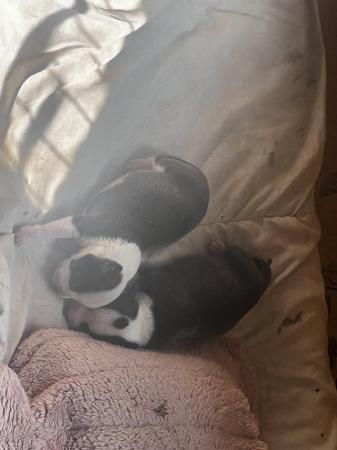 Image 4 of Beautiful Staffordshire Bull Terrier puppies