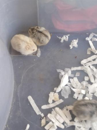 Image 4 of Beautiful 8 dwarfs hamsters (ask for video as pic rubbish