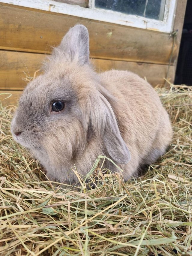Preview of the first image of Handsome 3 year old male mini lop cross.