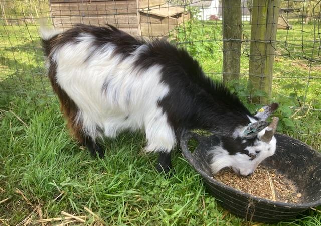 Image 1 of Attractive black and white young Pygmy nanny goat