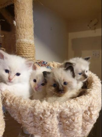 Image 3 of Pure bred Ragdoll Kittens Seal Tortie girl/Apricot cream boy