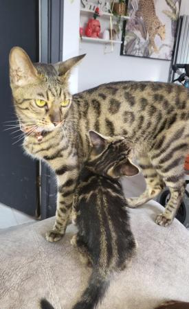 Image 2 of Bengal x kittens 3 girls ready to leave now