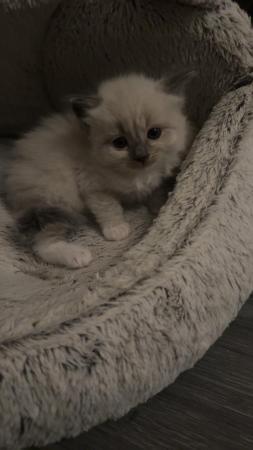 Image 13 of Beautiful ragdoll kittens for sale
