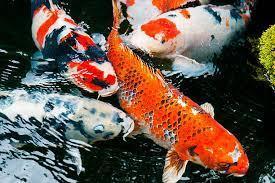 Image 3 of FREE - South East Koi Rescue / Rehome