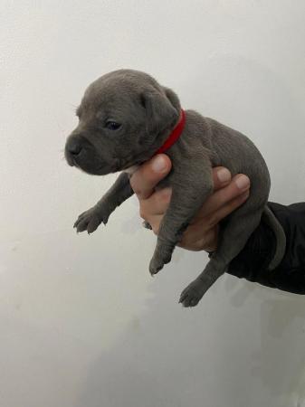 Image 10 of Adorable staffy puppys A